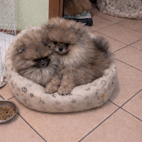 Cucciolata volpino pomerania