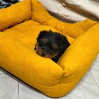 Splendido cucciolo Yorkshire terrier di 68gg