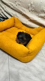 Splendido cucciolo Yorkshire terrier di 68gg