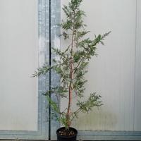 Piante di Cipresso leylandii