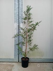 Piante di Cipresso leylandii