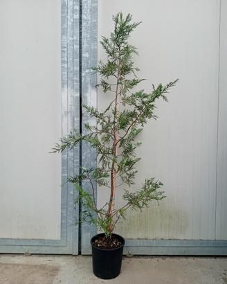 Piante di Cipresso leylandii