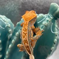 Geco ciliatus luppolo