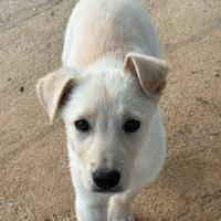 Cucciolo in adozione