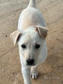 Cucciolo in adozione
