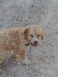 Lagotto romagnolo