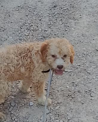 Lagotto romagnolo