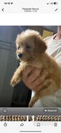 Maltipoo maschietto red e femminuccia beige