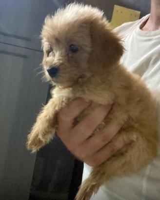 Maltipoo maschietto red e femminuccia beige