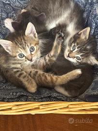 Gattini