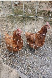 Galline ovaiole