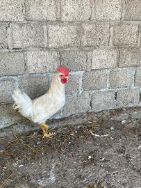 Coppia gallo e gallina giovani livornesi
