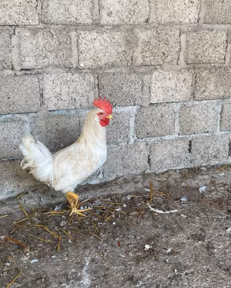 Coppia gallo e gallina giovani livornesi