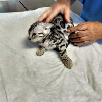 Cuccioli di gatto Bengala 4 mesi pedigree