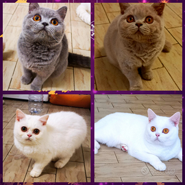 Cuccioli di British Shorthair da riproduzione