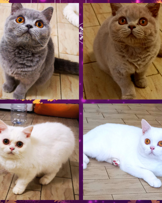 Cuccioli di British Shorthair da riproduzione