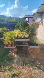 Bancale Piramidale/Espositore da vivaio alluminio