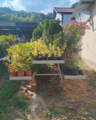 Bancale Piramidale/Espositore da vivaio alluminio