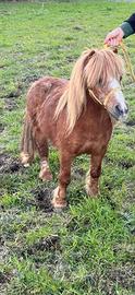 Pony maschio