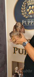 Cuccioli Bassotto selezionati