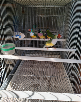 Diamanti di gould