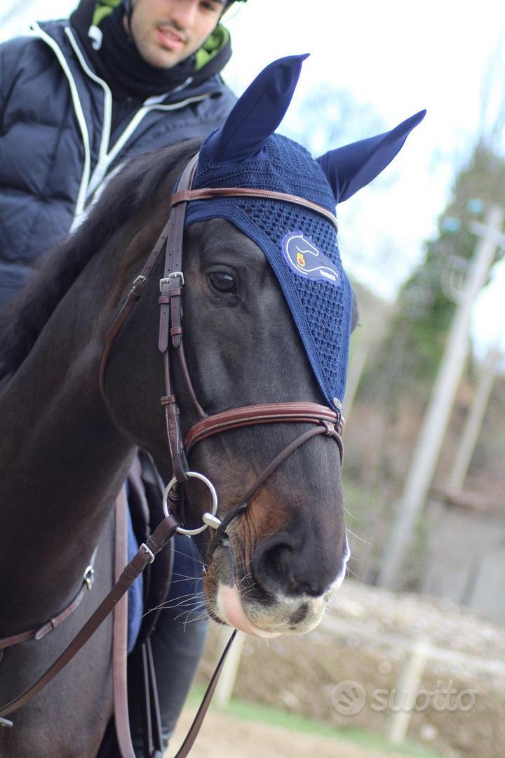 Cavallo sella Italiano Animali In vendita