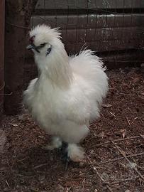 Galline