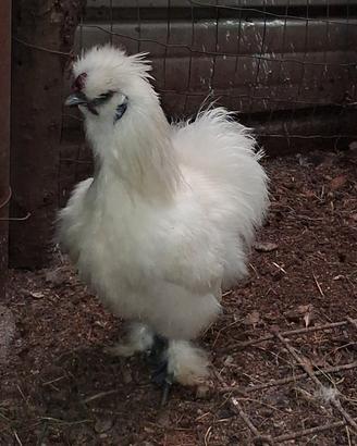 Galline