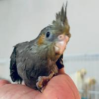 Calopsite allevate a mano