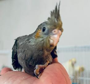 Calopsite allevate a mano