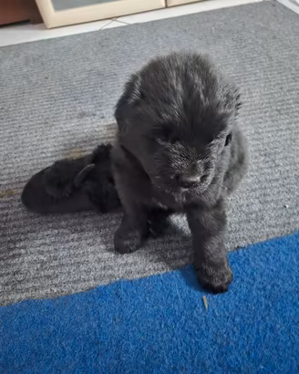 Cuccioli terranova