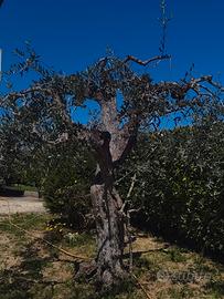 Ulivo Leccino centenario – esemplare ornamentale 