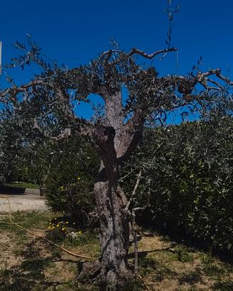 Ulivo Leccino centenario – esemplare ornamentale 