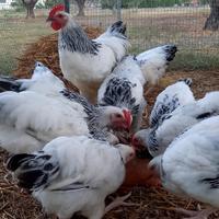 Galline sussex argento columbia