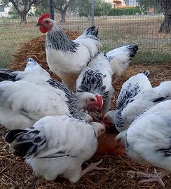 Galline sussex argento columbia