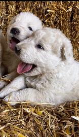Cane Pastore Abruzzese Maremmano