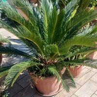 cigas pianta con vaso di terracotta 