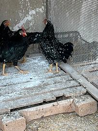 Galline