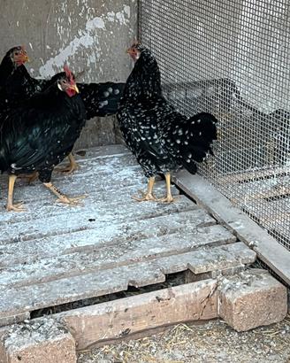Galline