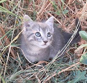 Gattini tigrotti domestici