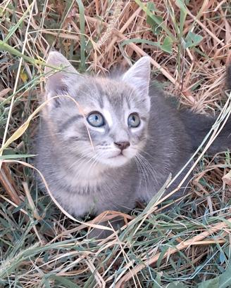 Gattini tigrotti domestici