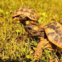 Coppia Hermanni subadulta