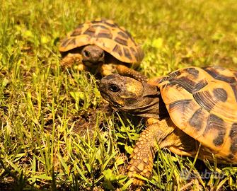 Coppia Hermanni subadulta