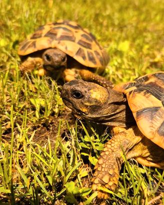 Coppia Hermanni subadulta