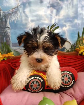 TriColoreTaglia Piccola = Yorkshire Biewer Terrier