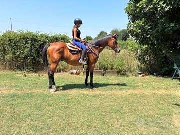 Cavallo