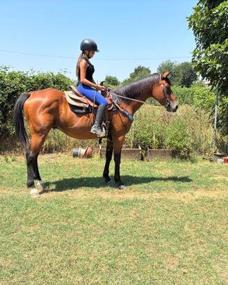 Cavallo