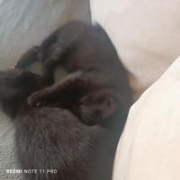 Gattini nero