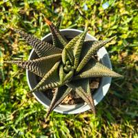 Haworthia Limifolia f. Spiralis vaso 6cm: pianta