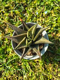 Haworthia Limifolia f. Spiralis vaso 6cm: pianta